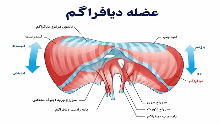 تنفس در نی نوازی 3 تنفس دیافراگمی
